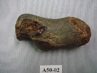 藏品(虎踵骨)的圖片